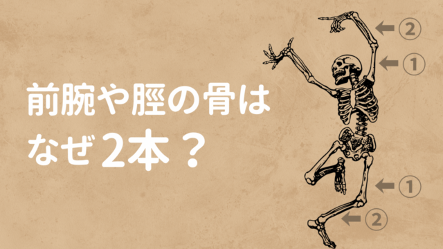 前腕や脛（すね）の骨はなぜ2本？