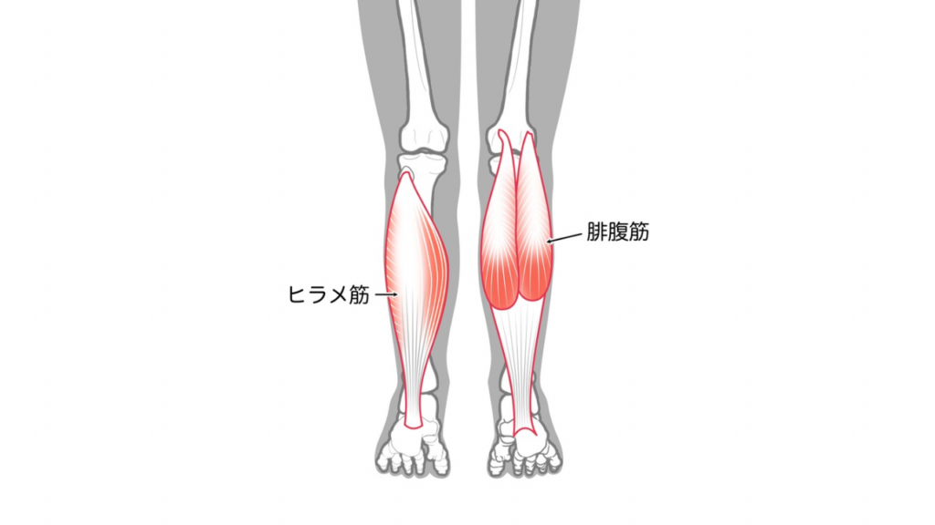 ふくらはぎの筋肉