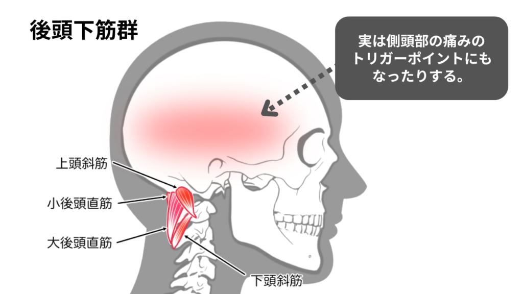 後頭下筋群