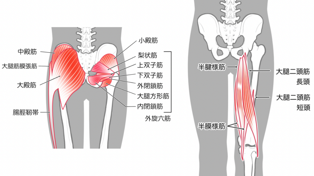 大臀筋