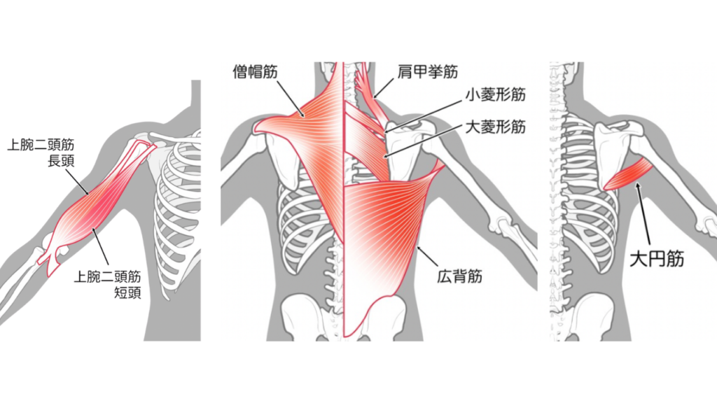 広背筋