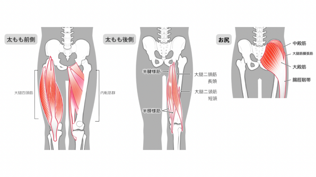 大腿四頭筋