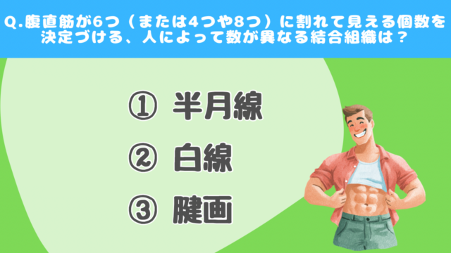 【クイズで学ぶ】腹筋（中級）