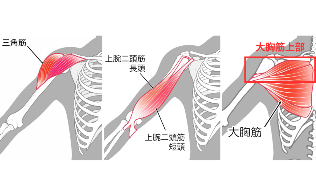 大胸筋上部