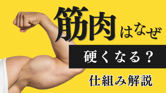 筋肉はなぜ硬くなる？【カッチカチやぞ！！】